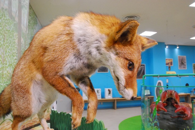 A stuffed fox