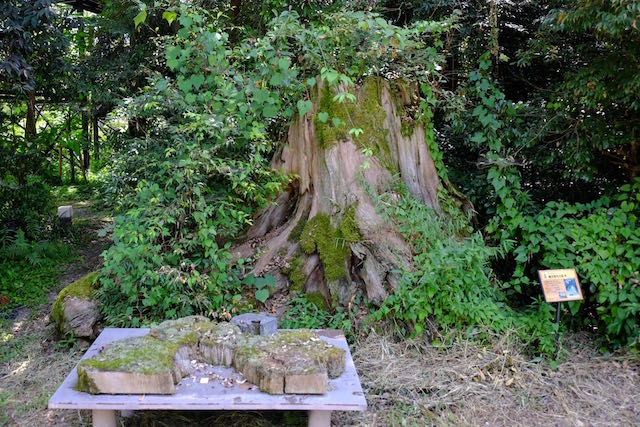 A stump of a Japanese cedar