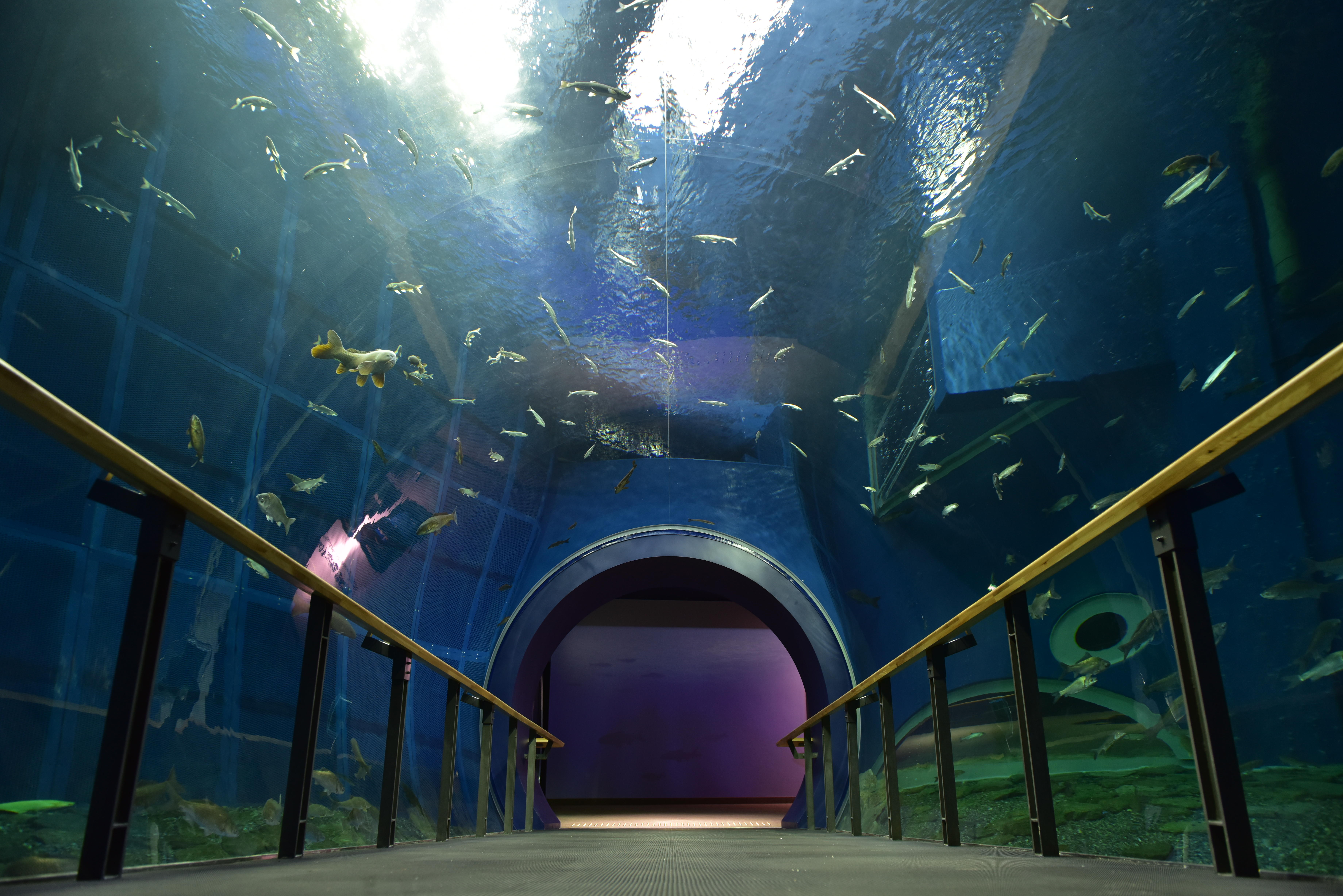 琵琶湖博物館が動画「トンネル水槽をゆったり泳ぐ魚たち」を公開