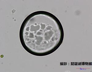 気泡DPIMG_0162_20211111_130213.jpg