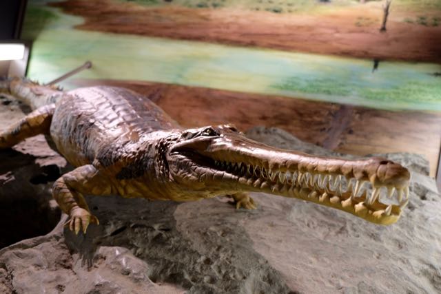 Reconstruction of a two-meter long crocodile