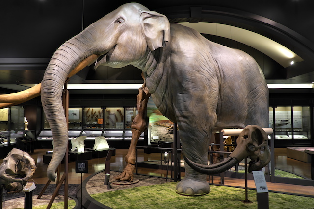 A life-sized model of the elephant Stegodon zdanskyi, left half reconstructed, right side showing the skeleton