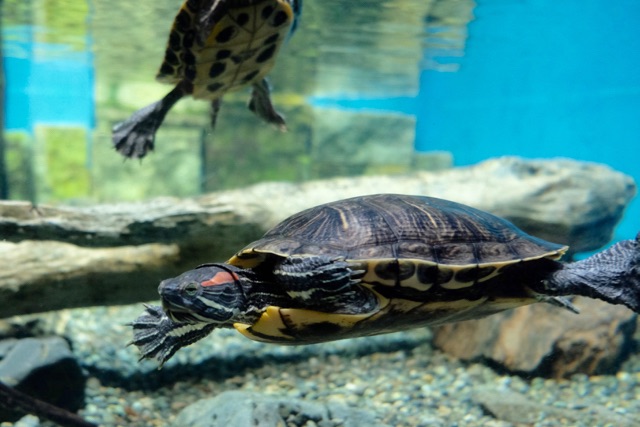 The red-eared slider, an invasive species