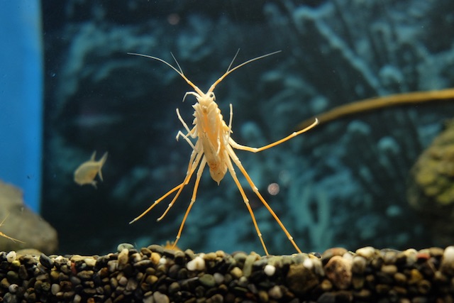 An isopod endemic to Lake Baikal