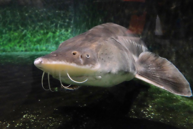 A sturgeon