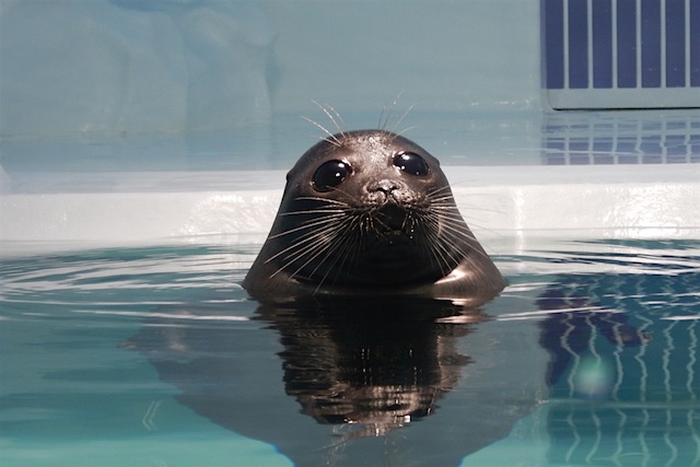 A Baikal seal