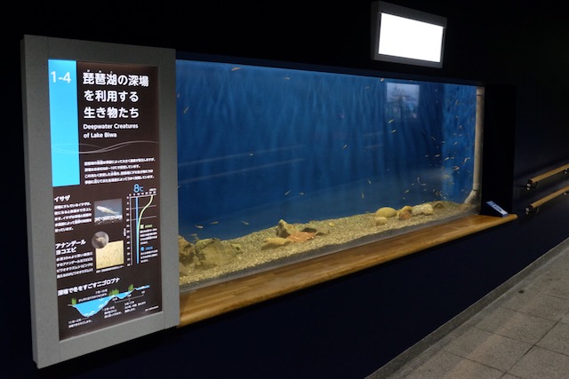 Deepwater fish of Lake Biwa