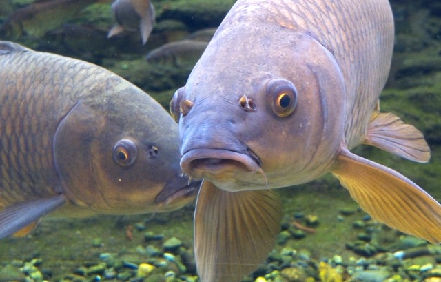 Carp that live in satellite lakes