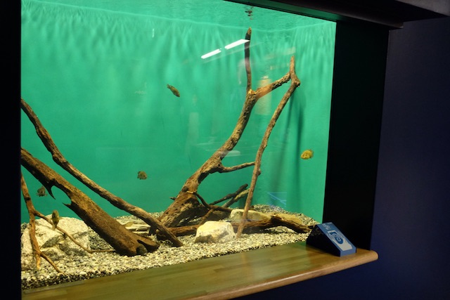 aquarium crayfish for sale near me