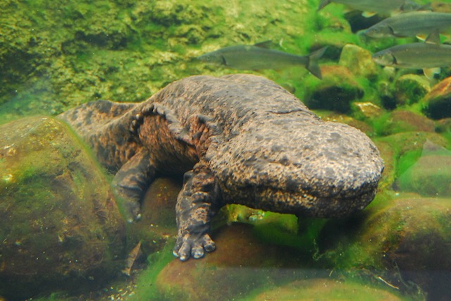 The giant Japanese salamander