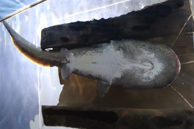 Lake Biwa catfish