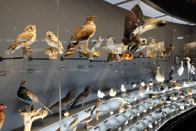 Large display case of stuffed birds.