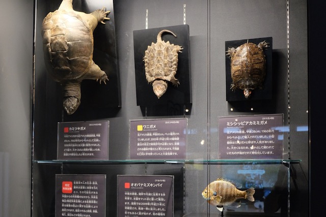 Stuffed specimens of some of the invasive species of Lake Biwa, turtles and fish.