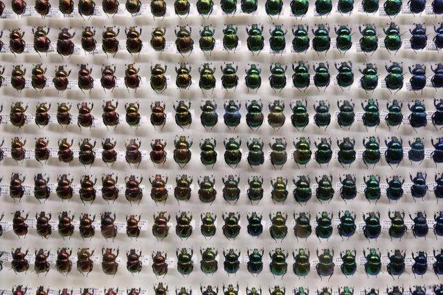 Display case containing numerous beetles, showing variations in colour.
