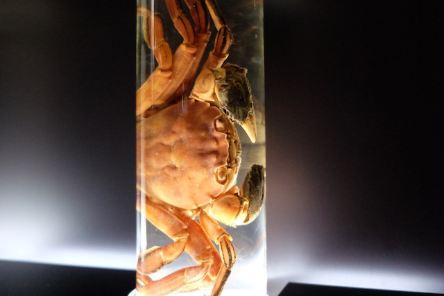 Preserved specimen of a freshwater crab.