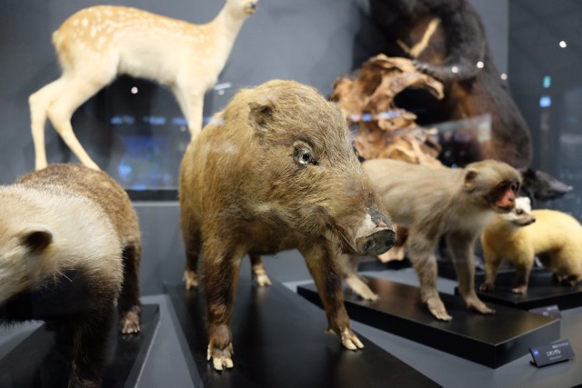 Display case of stuffed mammals.