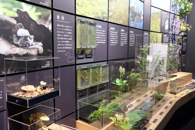Models of some of the plants living around the lake.