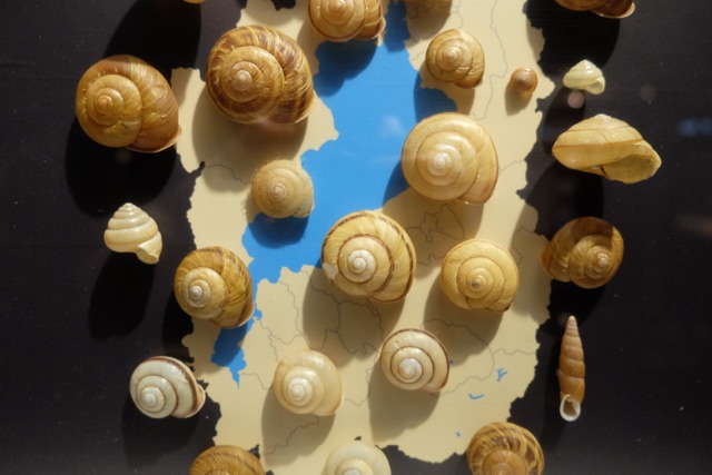 Display of snail shells.