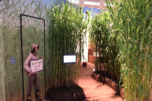 Diorama of reed beds.