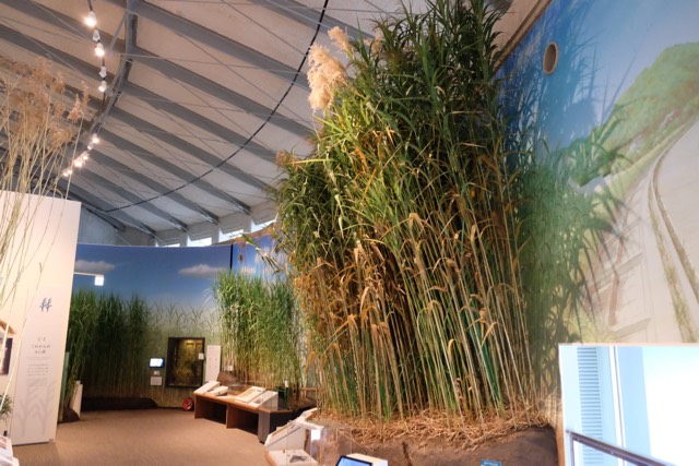 A stand of reeds, 4 meters high.