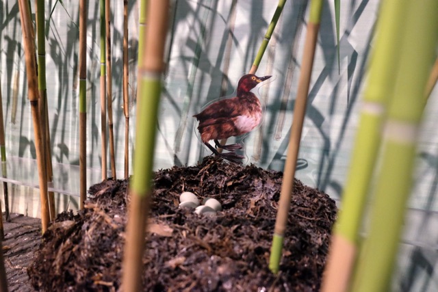 A bird's nest hidden in the reed beds.