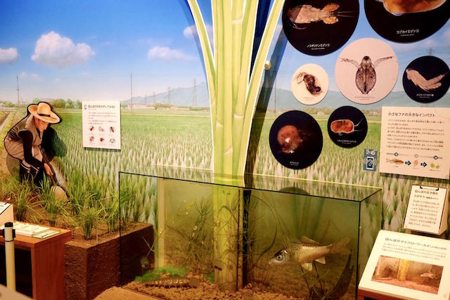 A diorama of a rice field, showing the types of animals found in the water.