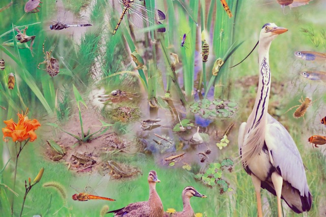 A large montage of numerous species associated with rice fields.