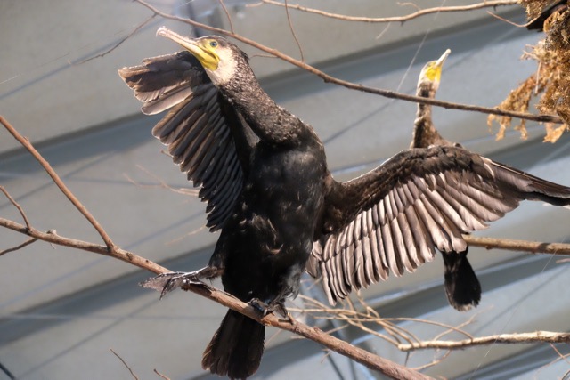 Cormorants roosting in a tree.