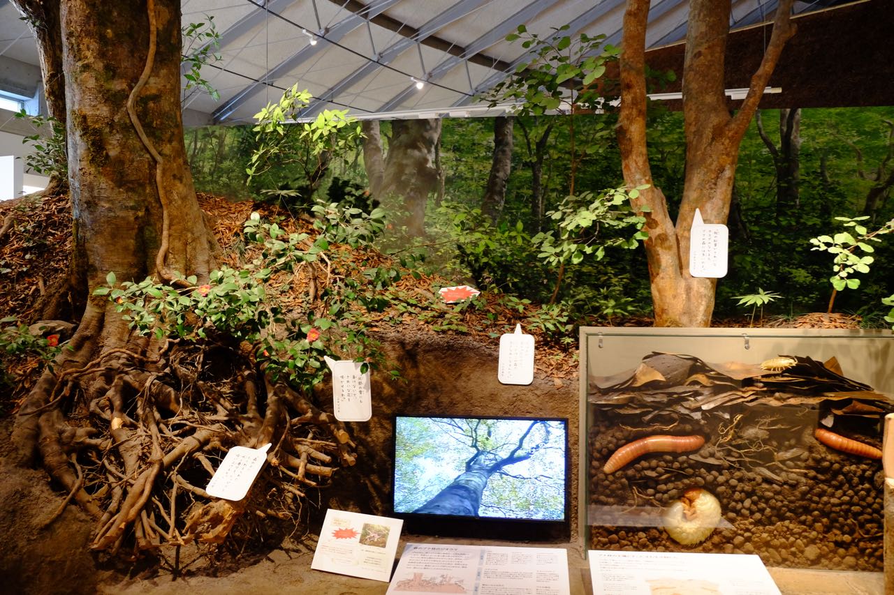 Diorama of forest soil and tree roots, showing the structure and animals of the soil.