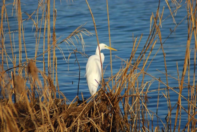An egret on the shores of the lake