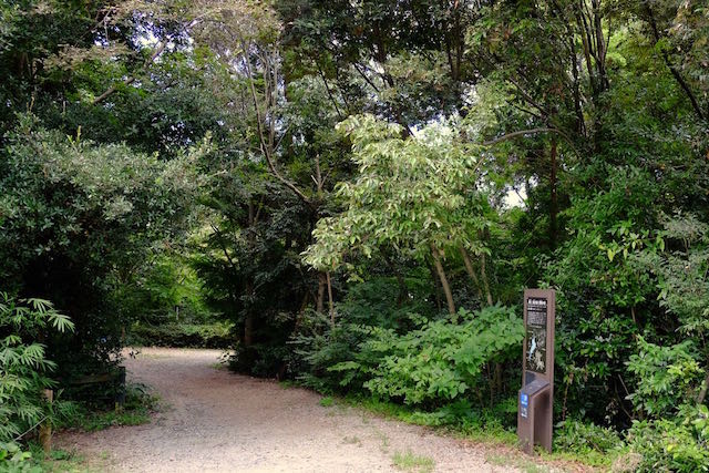 Castanopsis cuspidata forest