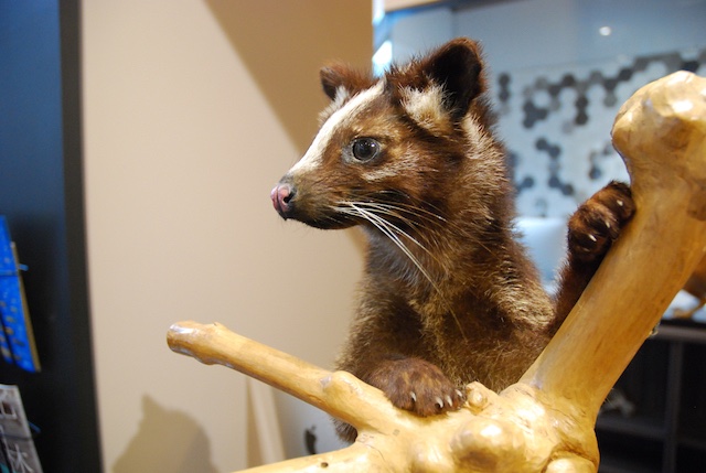 A stuffed palm-civet.