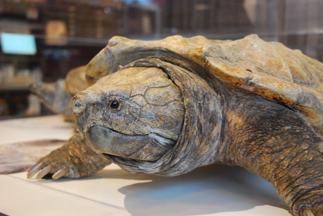 A stuffed snapping turtle.