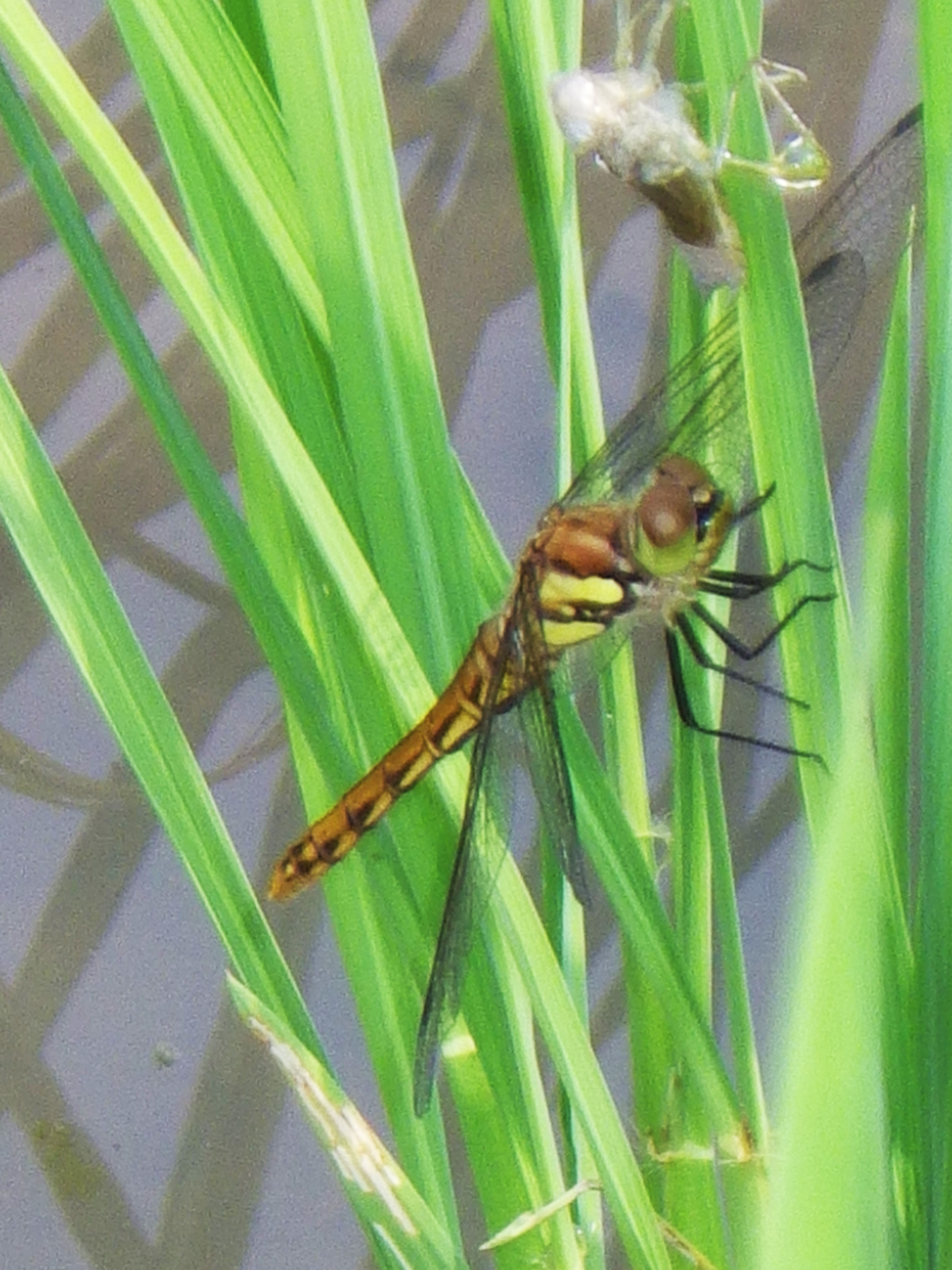 第16回琵琶湖地域の水田生物研究会開催のお知らせ（2025/12/21）