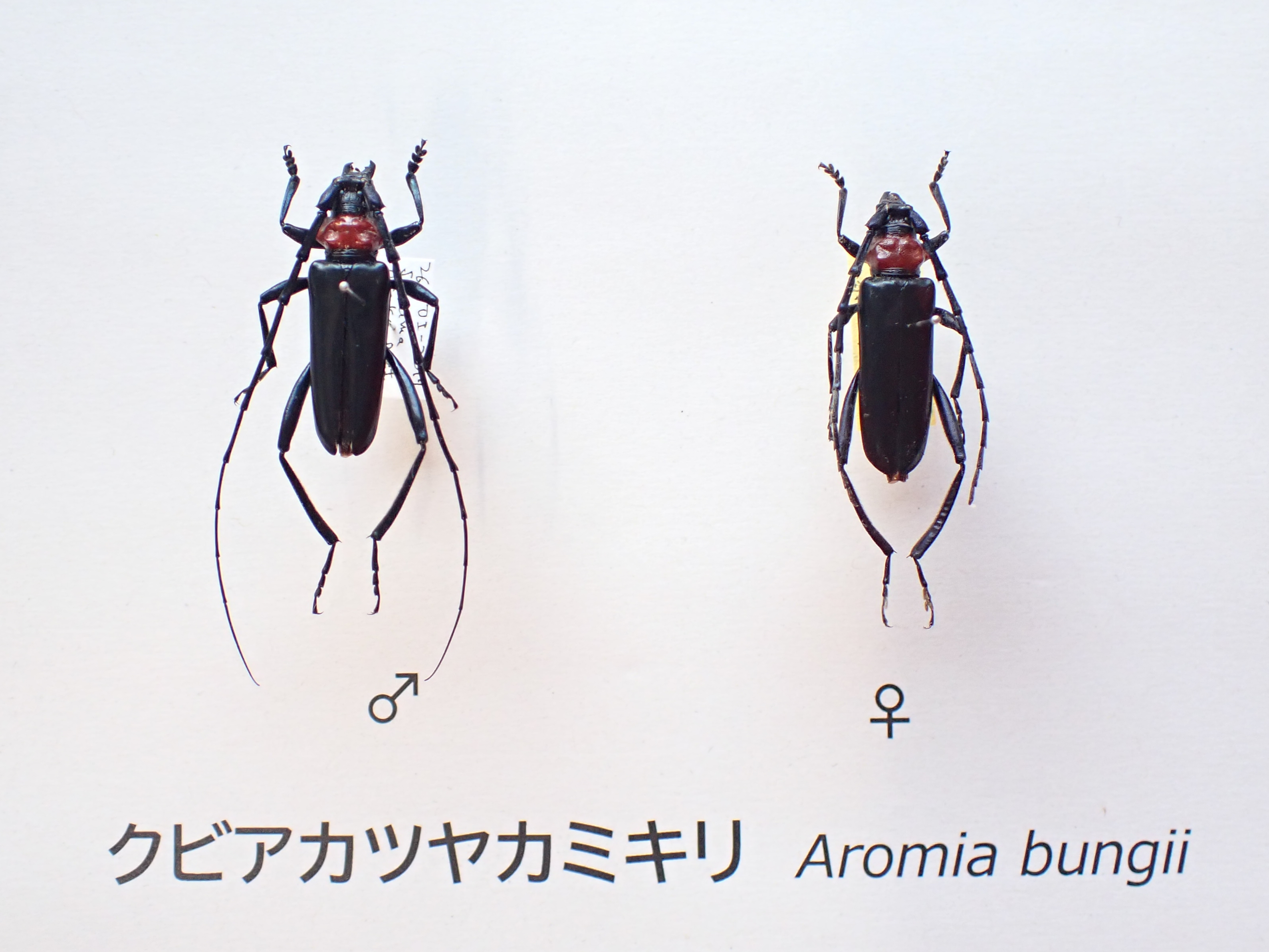 トピック展示「特定外来生物クビアカツヤカミキリ　滋賀県で初確認」