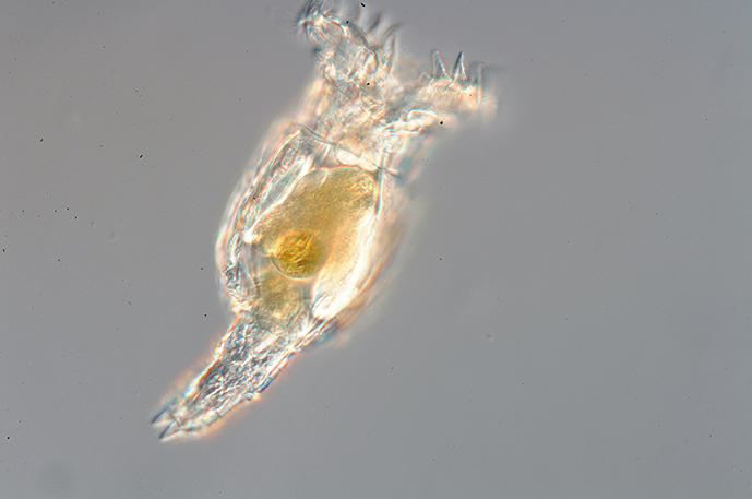 マイナス80度から復活した微小生物