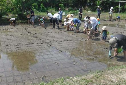 生活実験工房 田んぼ体験　昆虫採集