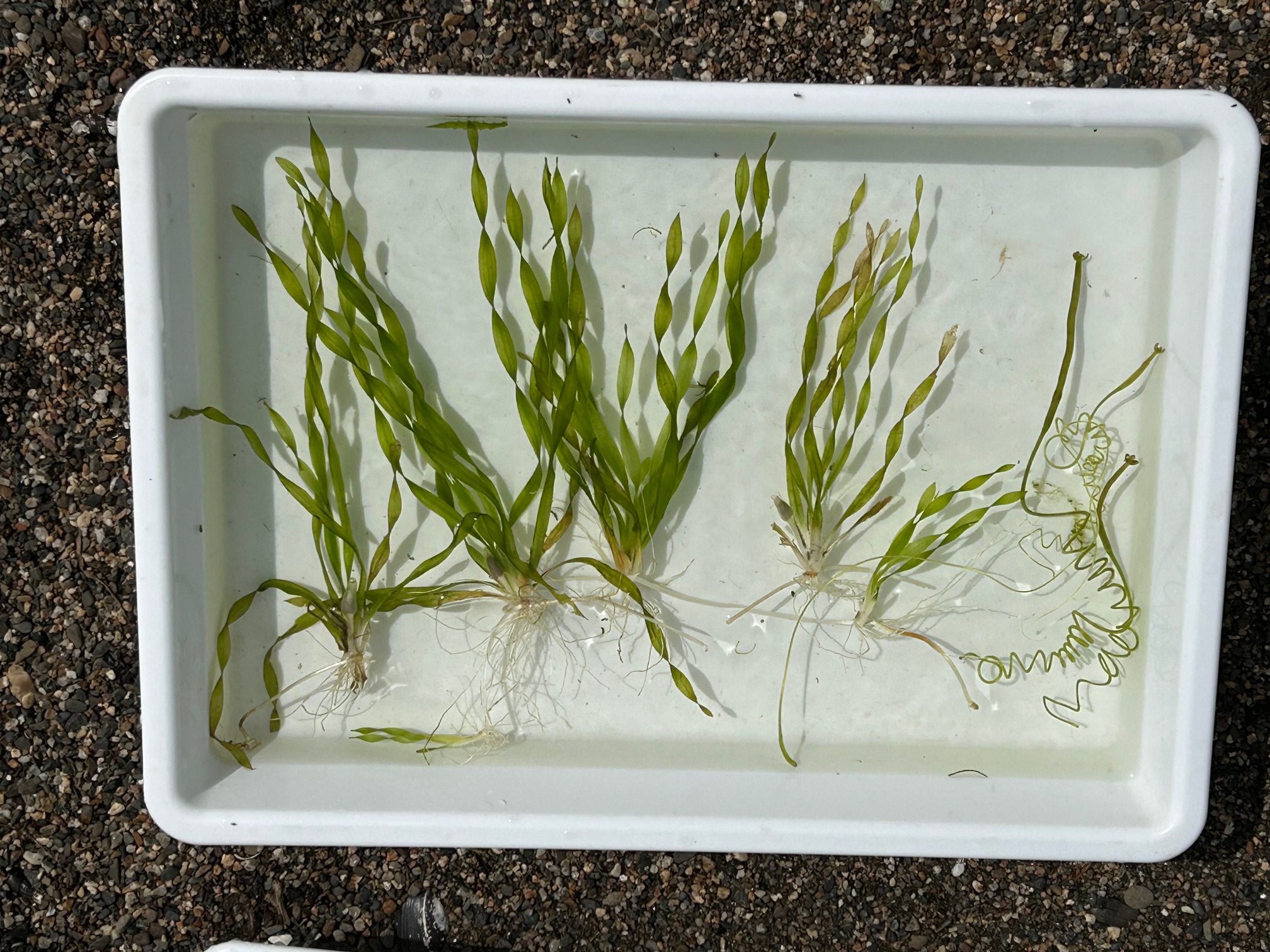 豊公園の湖岸で水草を観察しよう!