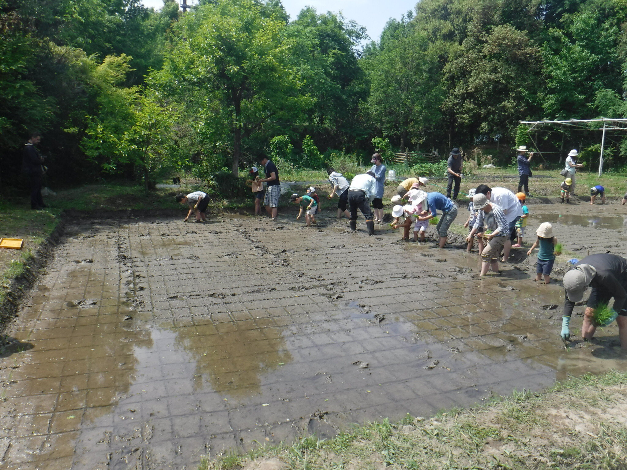 【田んぼ体験】生活実験工房 田んぼ体験　田植え