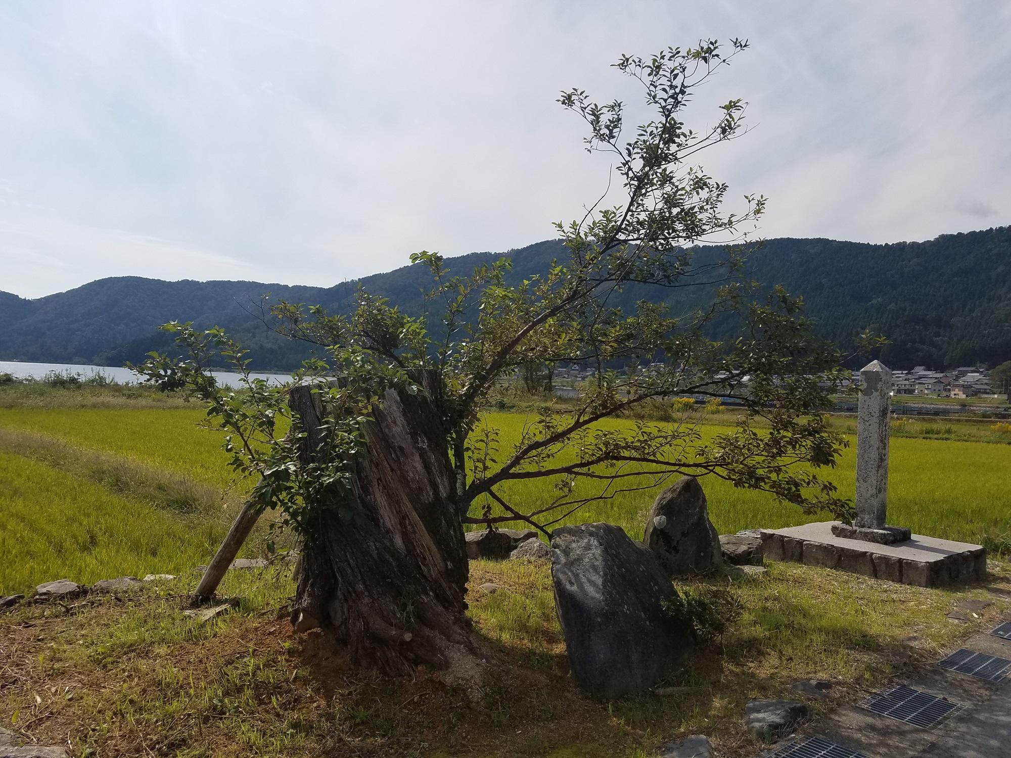 収蔵庫をのぞいてみよう！「台風に負けるな衣掛け柳」 