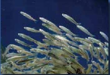 新琵琶湖学セミナー「湖の400万年と私たち --かわる大地・気候・生き物--」(第1回)