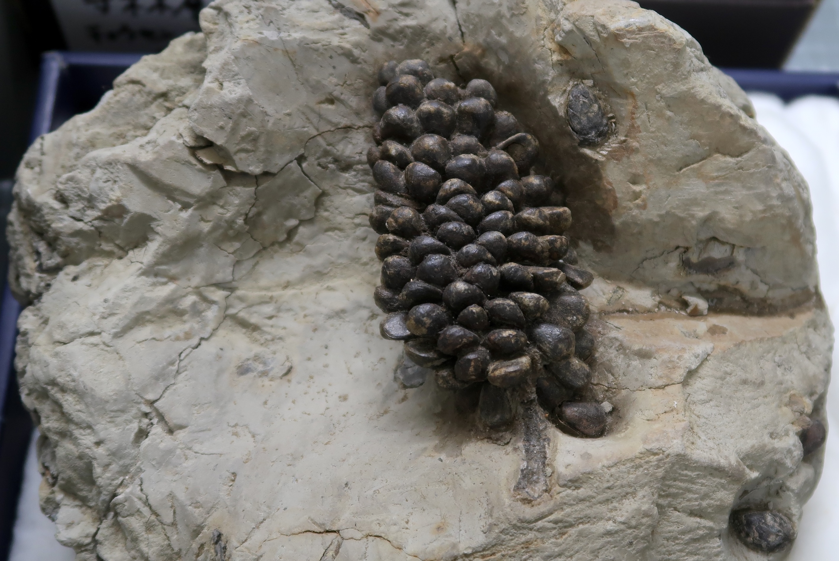 Ａ展示室　地域の人びとによる展示「現代の石の長者　〜新川コレクションより〜」