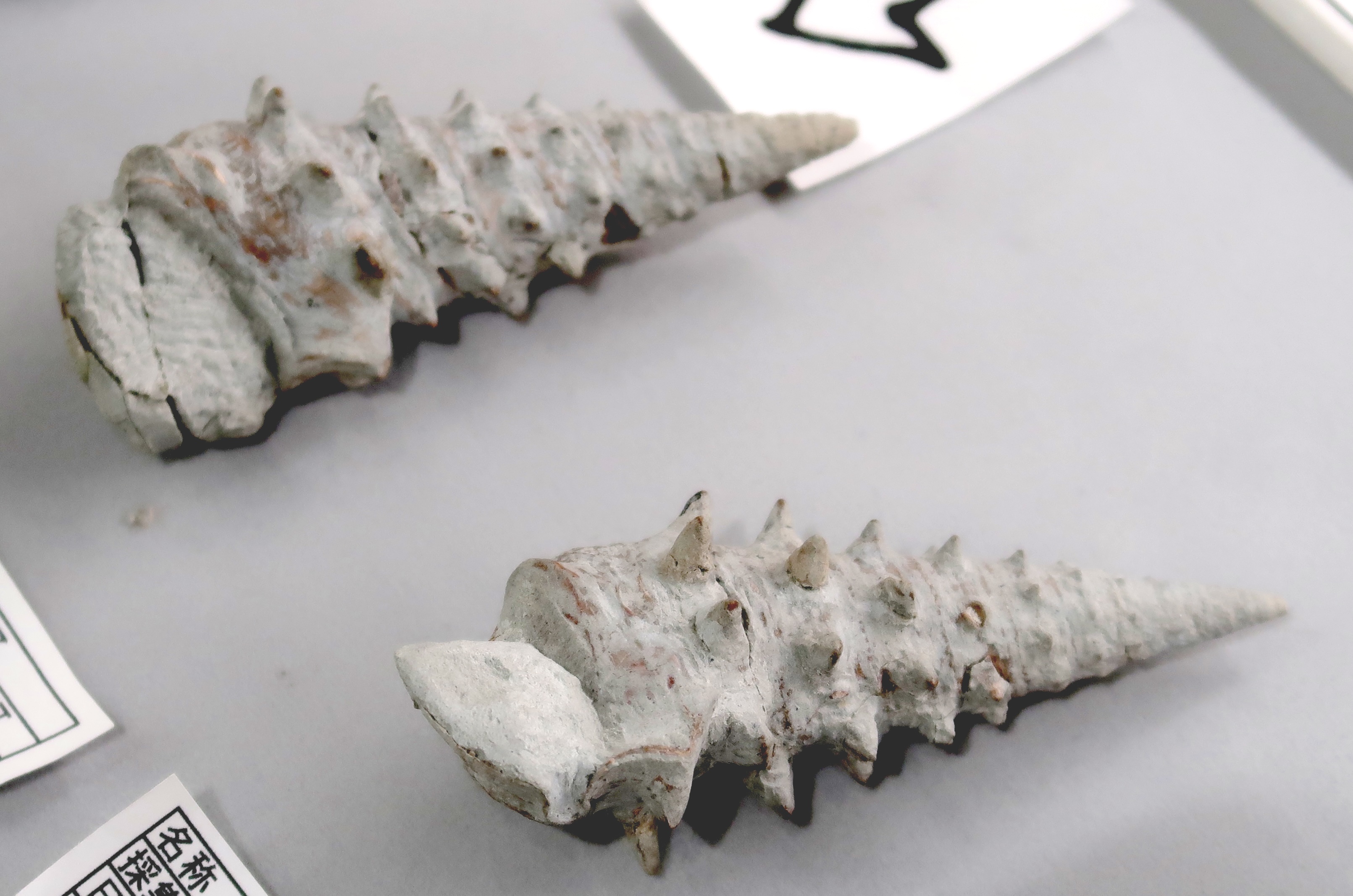 Ａ展示室　地域の人びとによる展示「鮎河層群のビカリア」