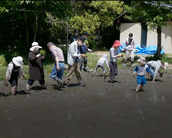 生活実験工房 田んぼ体験 田植え