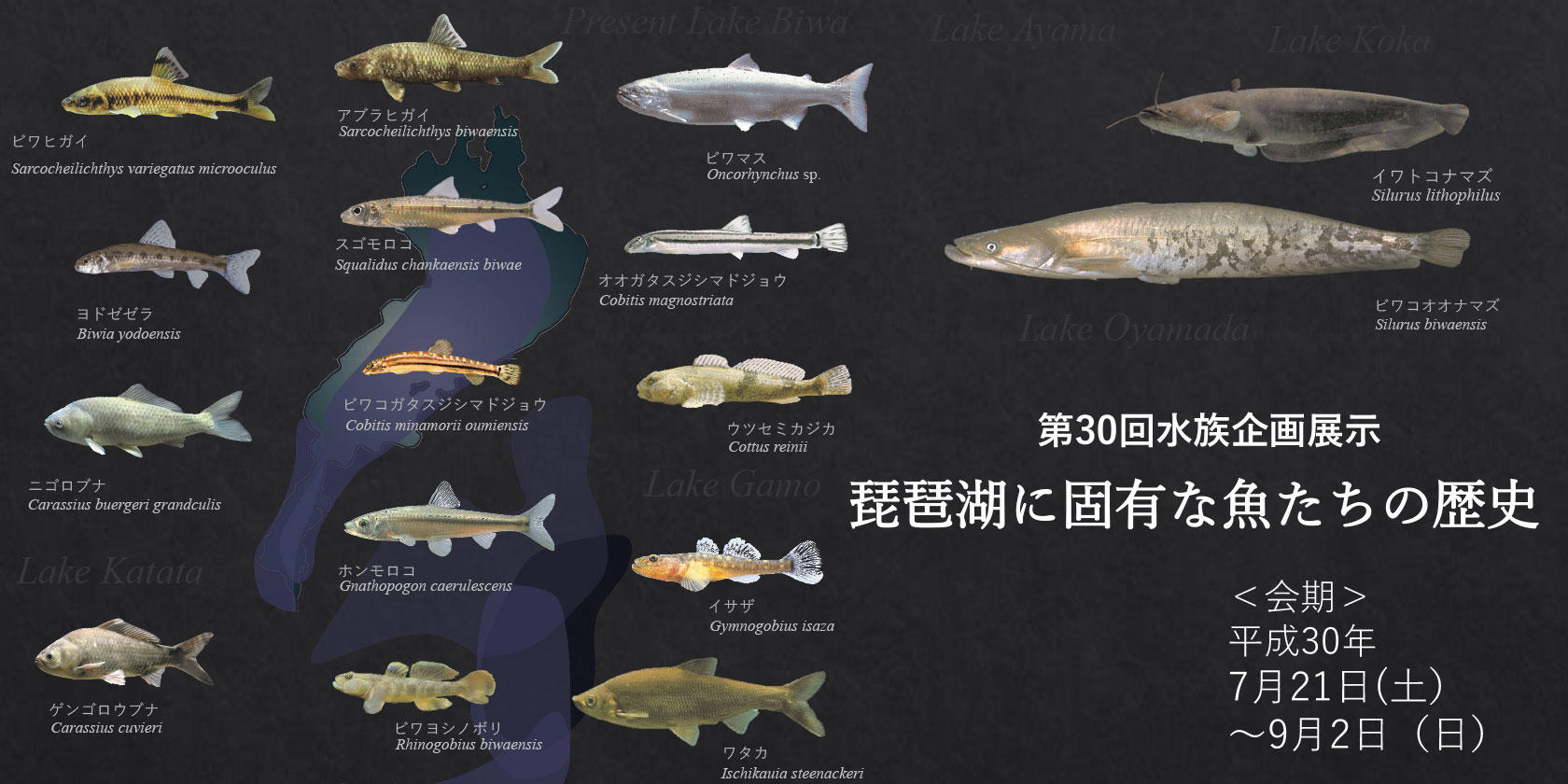 琵琶湖に固有な魚たちの歴史