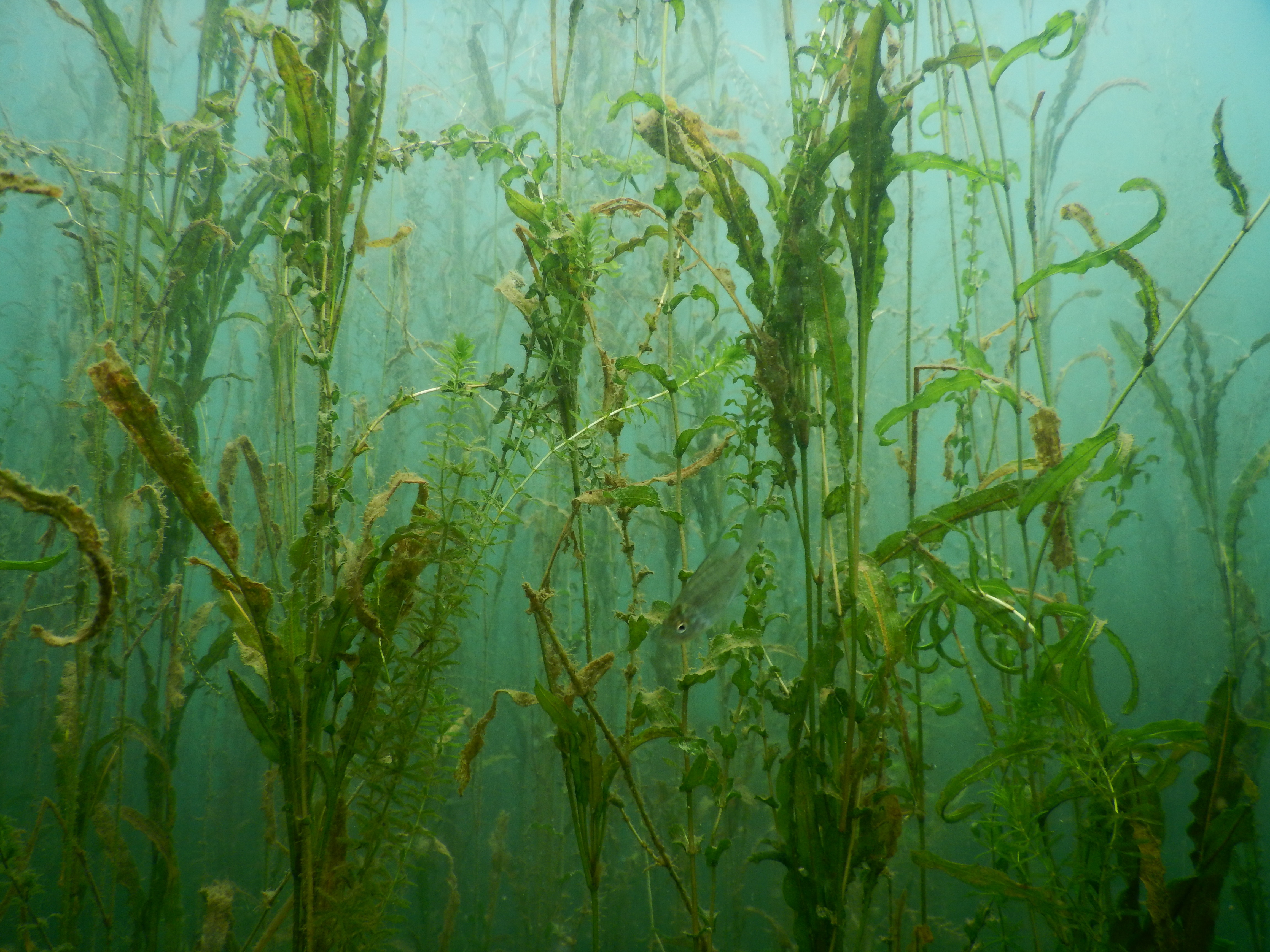 　【わくわく探検隊】光とかげで写真をとろう～水の中の植物編～