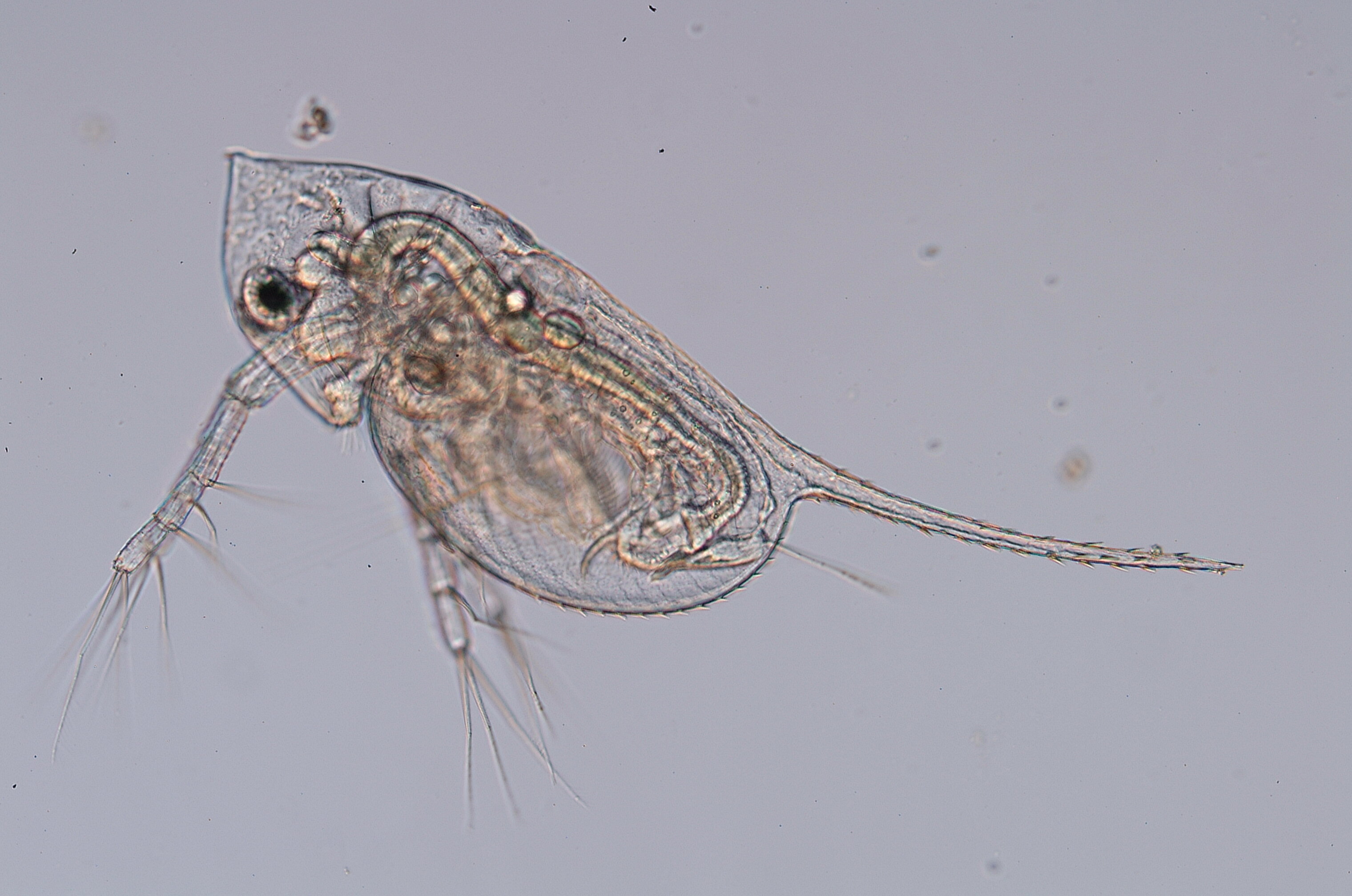 琵琶湖のプッカプカ微小生物を捕まえてみよう