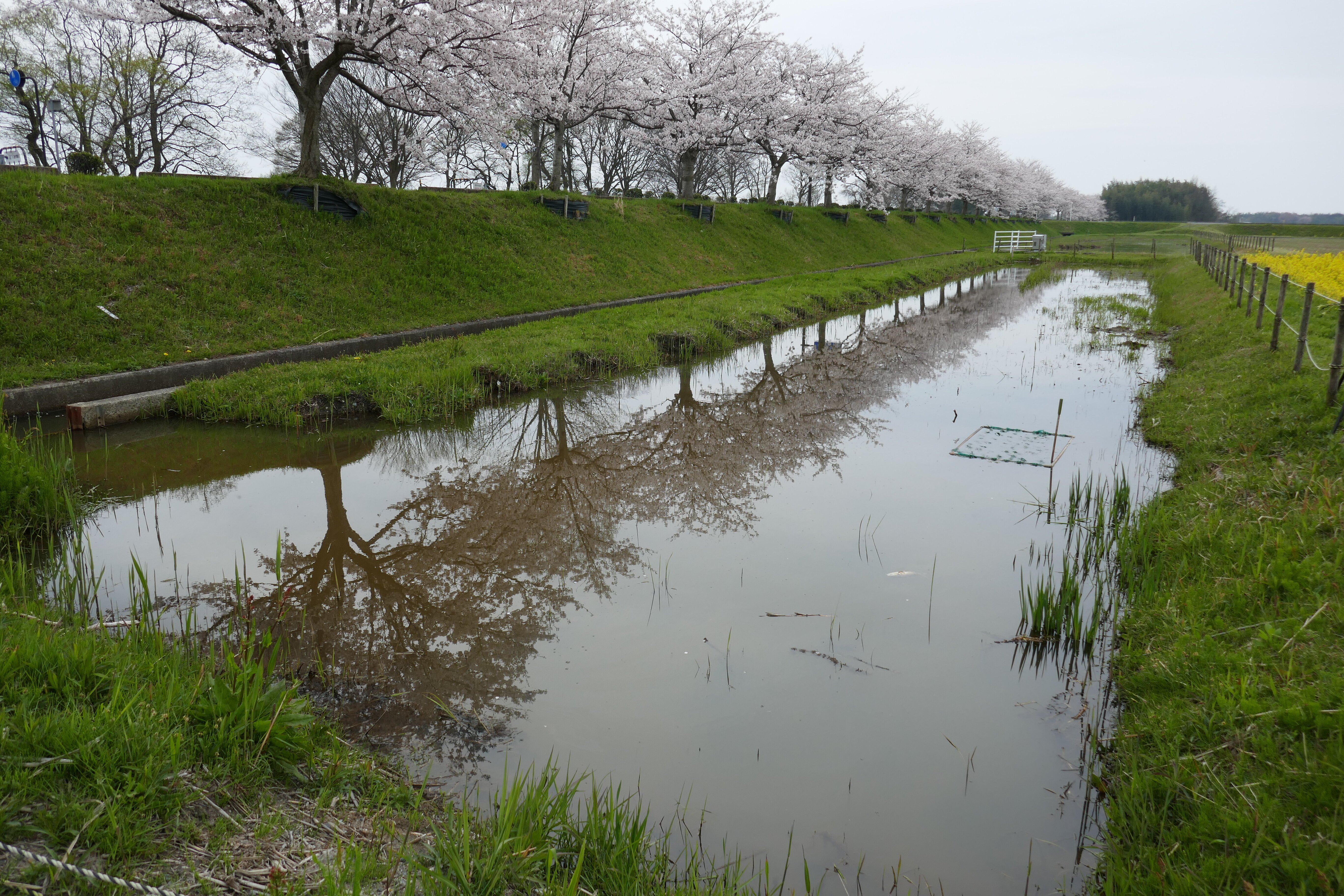 ふらっと自然観察in湖西