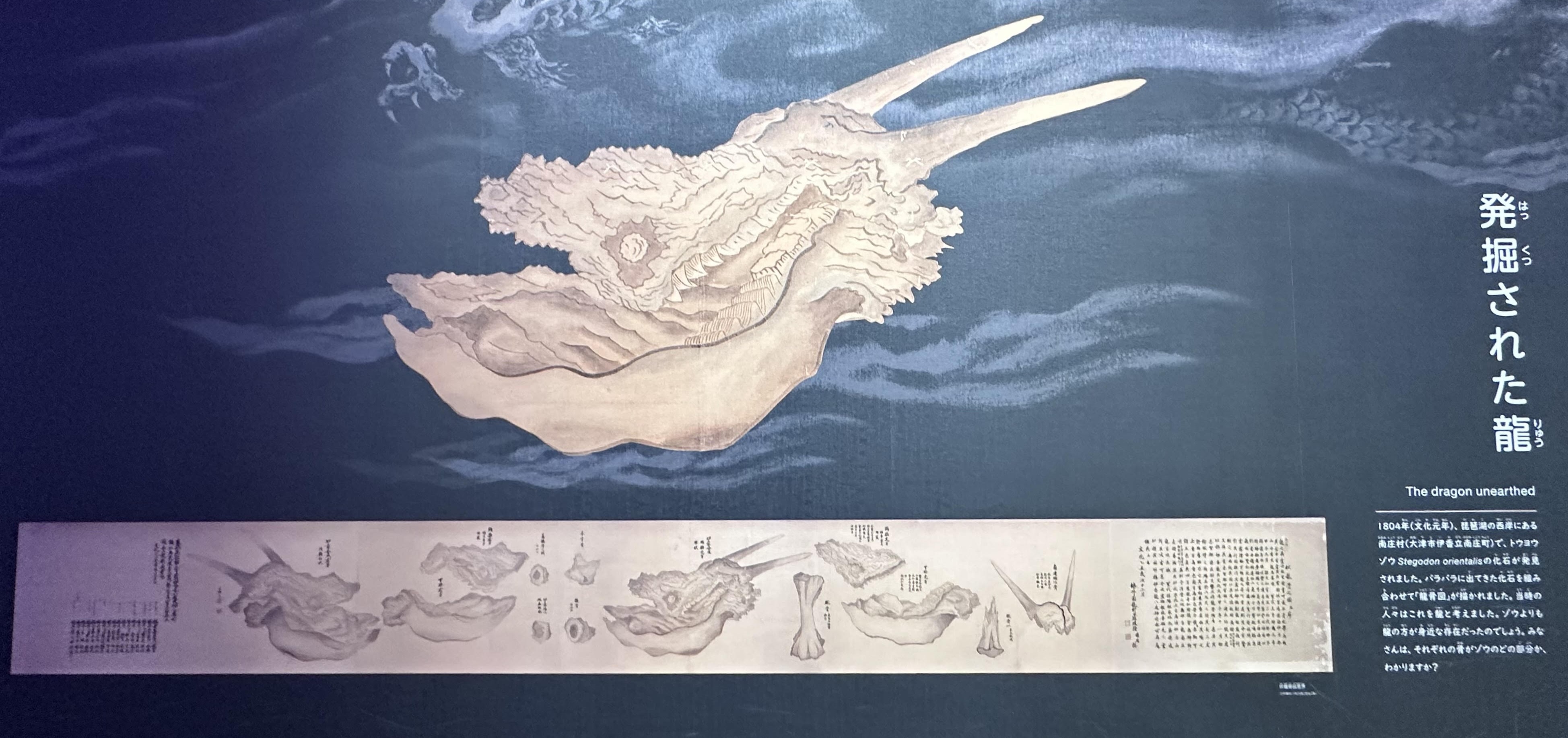 　第21回学芸員のこだわり展示　琵琶湖博物館の龍骨図