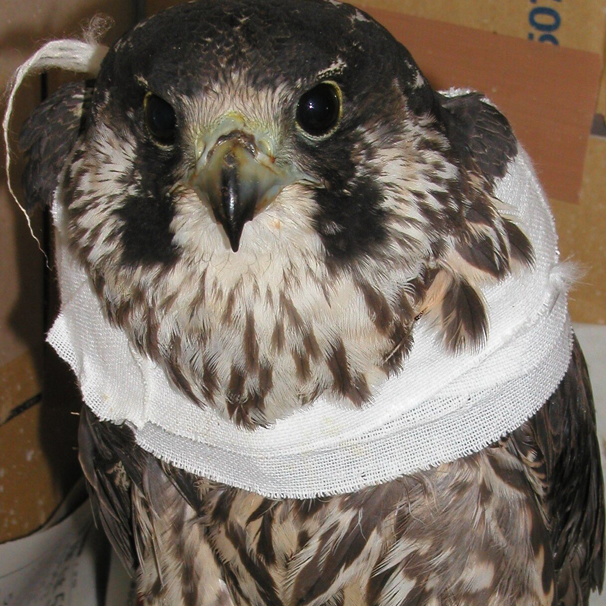 　令和4年度　野生動物講演会「野生鳥獣の命との向きあいかた〜救護と駆除の現場から〜」